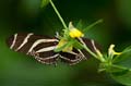 039 Zebra-Falter - Heliconius charitonius
